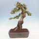 Outdoor bonsai - Maple Buergerianum - Burger Maple - 3/4