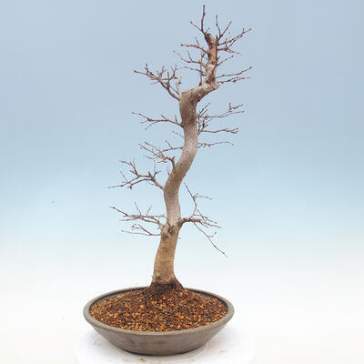Outdoor bonsai -Carpinus CARPINOIDES - Koreański Grab - 3