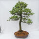 Outdoor bonsai - Pinus parviflora - Sosna drobnokwiatowa - 3/5