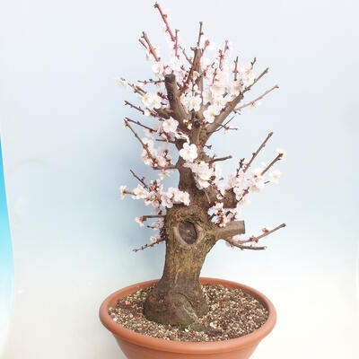 Outdoor bonsai - morela japońska - Prunus Mume - 3