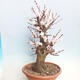 Outdoor bonsai - morela japońska - Prunus Mume - 3/6