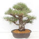 Bonsai ogrodowe - Pinus thunbergii - Sosna Thunberg - 3/5