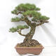 Bonsai ogrodowe - Pinus thunbergii - Sosna Thunberg - 3/5
