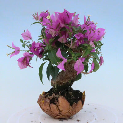Outdoor bonsai - Pinus parviflora - Sosna biała - 3