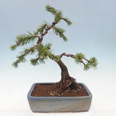 Bonsai ogrodowe - Pinus mugo - Sosna Klęcząca - 3