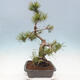 Bonsai ogrodowe - Pinus mugo - Sosna Klęcząca - 3/5