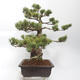 Outdoor bonsai - Pinus parviflora - Sosna biała - 3/5