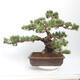 Outdoor bonsai - Pinus parviflora - Sosna biała - 3/5