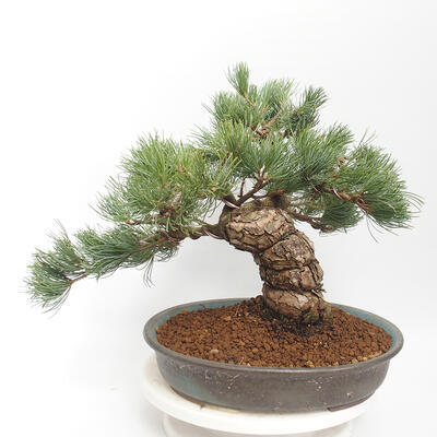 Outdoor bonsai - Pinus parviflora - Sosna biała - 3