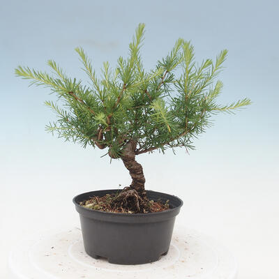 Outdoor bonsai -Larix decidua - Modrzew - 3