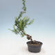Outdoor bonsai -Larix decidua - Modrzew - 3/4