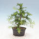 Outdoor bonsai -Larix decidua - Modrzew - 3/4
