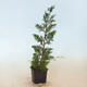 Outdoor bonsai - Juniperus chinensis Itoigawa-jałowiec chiński - 3/4