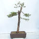 Outdoor bonsai -Larix decidua - Modrzew liściasty - 3/4