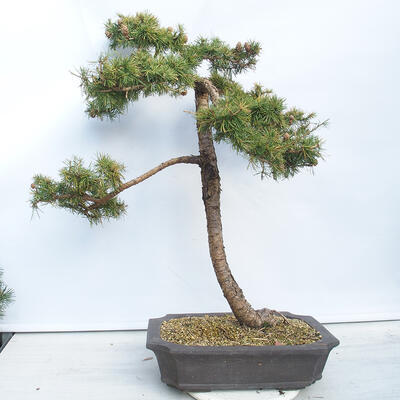 Outdoor bonsai -Larix decidua - Modrzew liściasty - 3