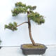 Outdoor bonsai -Larix decidua - Modrzew liściasty - 3/5