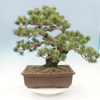 Bonsai ogrodowe - Pinus parviflora - sosna drobnokwiatowa - 3