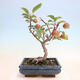 Outdoor bonsai -Malus Halliana - owocach jabłoni - 3/7