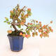 Outdoor bonsai -Malus Halliana - owocach jabłoni - 3/7