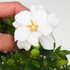 Pokój bonsai - Gardenia jasminoides-Gardenie - 3/3