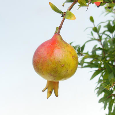 Kryte bonsai-PUNICA granatum nana-granat - 3