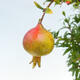 Kryte bonsai-PUNICA granatum nana-granat - 2/5