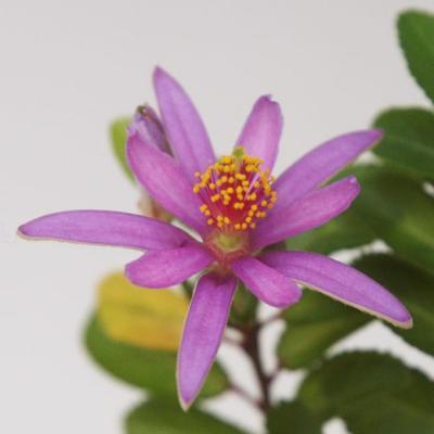 Kryty bonsai - Grewia occidentalis - Lawendowa gwiazda - 3