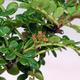 Kryty bonsai - Zantoxylum piperitum - Mięta pieprzowa - 3/4