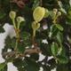 Kryty bonsai - Ulmus parvifolia - Wiąz mały liść - 2/3