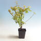 Outdoor bonsai-Acer palmatum Koto Maru - 3/4