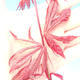 Outdoor bonsai - Klon palmatum Trompenburg - klon czerwony dlanitolistý - 3/3