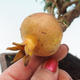 Kryte bonsai-PUNICA granatum nana-granat - 3/4