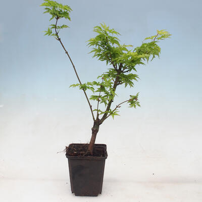 Klon - Acer palmatum Shishigashira 1 kawałek - 3
