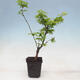 Klon - Acer palmatum Shishigashira 1 kawałek - 3/5