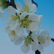 Outdoor bonsai - Chaenomeles superba biały jet szlak -Kdoulovec - 3/4