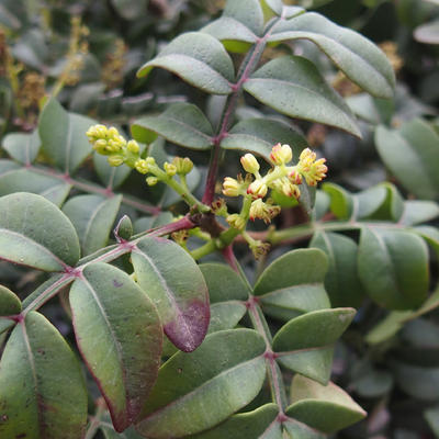 Pokojowe pistacje bonsai - 3