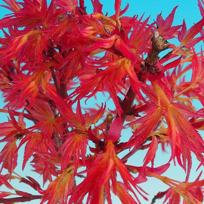 Outdoor bonsai - Acer palmatum Beni Tsucasa - Klon dlanitolistý - 3
