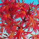 Outdoor bonsai - Acer palmatum Beni Tsucasa - Klon japoński 408-VB2019-26731 - 3/4