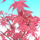 Outdoor bonsai - Maple palmatum DESHOJO - Klon palmowy - 3/4