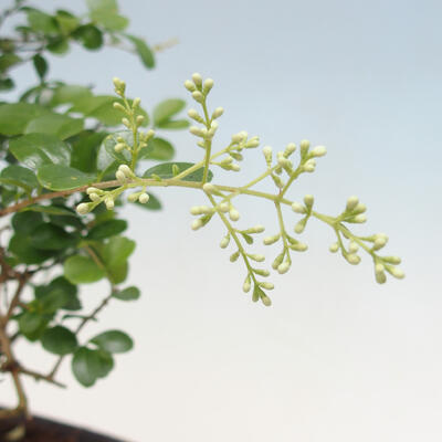Kryty bonsai -Ligustrum retusa - dziób ptaka drobnolistnego - 3