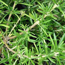 Room bonsai - Rosemary-Rosmarinus officinalis - 3