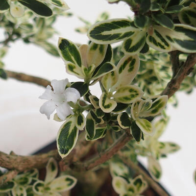 Kryty bonsai - Serissa foetida Variegata - Drzewo Tysiąca Gwiazd - 3