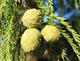 Outdoor bonsai - łysy cyprys - 3/4