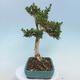 Bonsai ogrodowe - Buxus microphylla - bukszpan - 4/5
