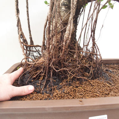 Pokój bonsai - Ficus retusa - mały ficus - 4