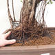 Pokój bonsai - Ficus retusa - mały ficus - 4/4