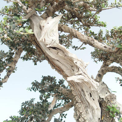 Kryty bonsai - Olea europaea sylvestris -Oliva Europejski mały liść PB220640 - 4