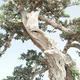 Kryty bonsai - Olea europaea sylvestris -Oliva Europejski mały liść PB220640 - 4/7