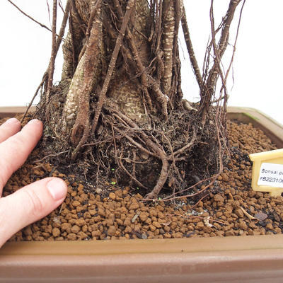 Pokój bonsai - Ficus retusa - mały ficus - 4