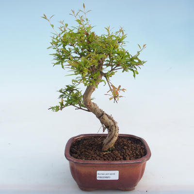Kryty bonsai-PUNICA granatum nana-Pomegranate PB220820 - 4